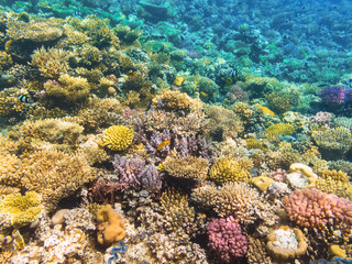 Naklejka na ściany i meble Colorful coral reef with hard corals