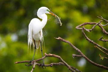 Great Egret (Ardea alba)