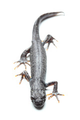 Great crested newt (Triturus cristatus) on white
