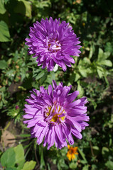 Two aster callistephus purple flower on sunny day