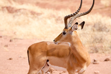Impala on Tsavo Natioanl Park - Kenya