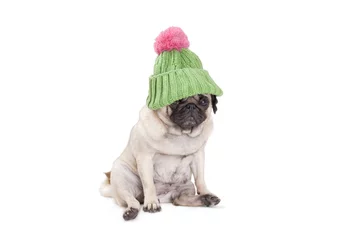Fotobehang lief aandoenlijk hondje, mopshond, met groene gebreide muts en roze pompon © monicaclick
