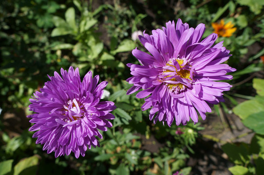 Two aster callistephus purple flower on sunny day