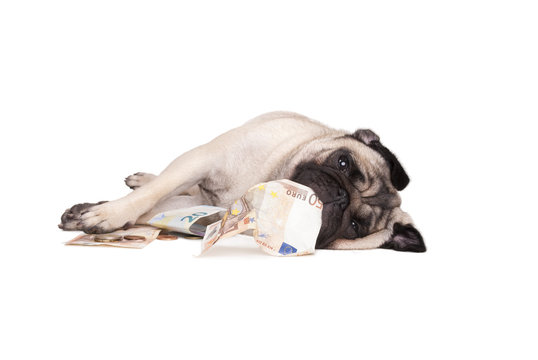 schattig klein hondje, mopshond rolt en speelt met geld, euro's