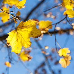 Maples leaves on the tree in the autumn