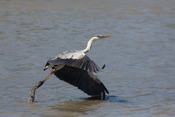Grey heron taking flight (ardea cinerea), Camargue, France
