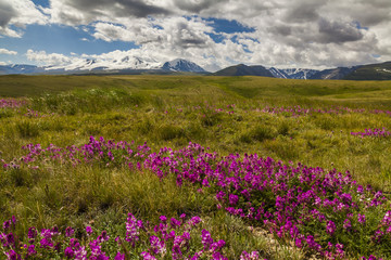 Field with wild flowers and mountains on the background.