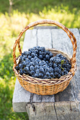 Fototapeta na wymiar Red wine grapes. dark grapes, blue grapes, wine grapes in a bask