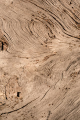 grobe Holzstruktur eines alten Baumstamms - Detailaufnahme 