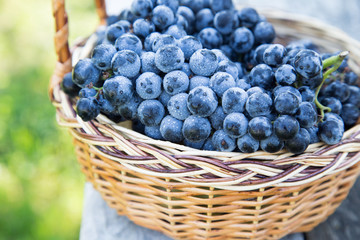 Red wine grapes. dark grapes, blue grapes, wine grapes in a bask