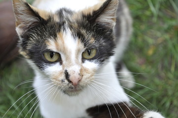 spotted cute cat looking up at the food