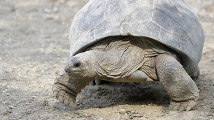 Fototapeta premium land turtle