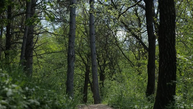 Establishing shoot through the forest walkway beautiful nature of Kraljevica hill 4K 2160p 30fps UHD tilting footage - Slow tilt on tree alley near Zajecar Serbia 4K 3840X2160 UltraHD video 