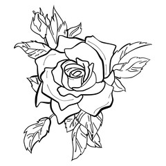 Obraz premium Vector illustration of a red rose