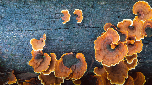 Turkey tail tree fungus on a rotted fallen tree