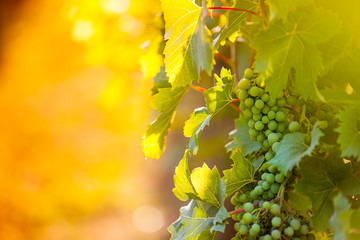 Whites grapes (Pinot Blanc) in the vineyard during sunrise.