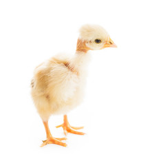 Glamour chick isolated