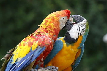 macaw parrot
