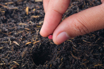 Farmer hand planting seed in soil
