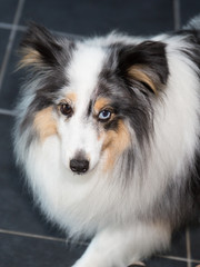 Beautiful and a very cute Shetland sheepdog