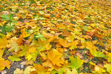 Autumn Park in fallen leaves.