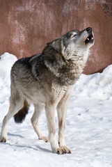 Obraz premium wolf howling in the winter snow