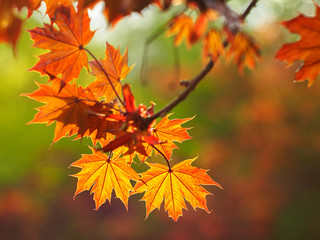 Red leaves on the branch of red mapple