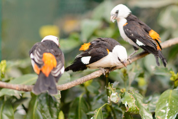 White-Headed Buffalo Weavers on the Branch