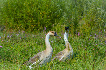 Braune Höckergänse in der Wiese