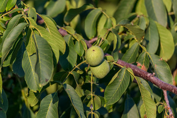 Walnut on a tree branch ripens for harvest. Authentic farm series.