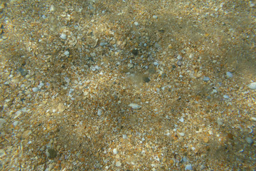 sandy seabed
