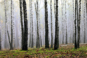 Fototapeta premium Trunks of birch trees in autumn morning in foggy weather