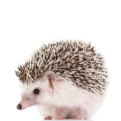 African hedgehog