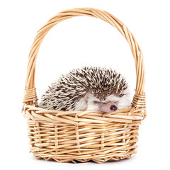 African hedgehog in the basket © blackday
