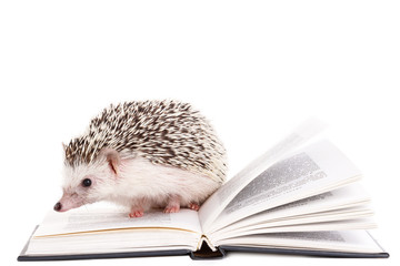 African hedgehog and book © blackday