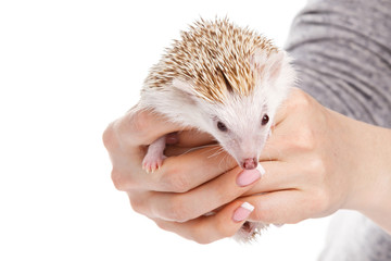 Small african hedgehog in female hands