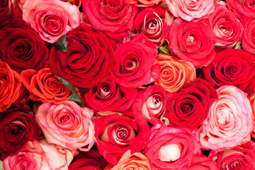 Red roses background