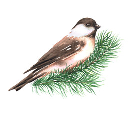Hand-drawn watercolor illustration of the little bird on the Christmas-tree branch. Drawing isolated on the white background