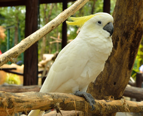 Portrait of Yellow-crested Cockatoo, Thailand