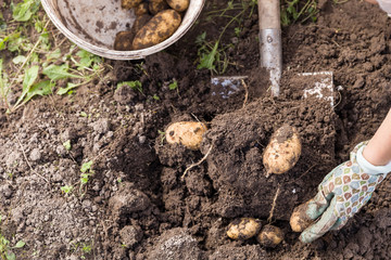 Closeup of woman's hands with vegetables. Digging potatoes with shovel on the field from soil. Havest in autumn