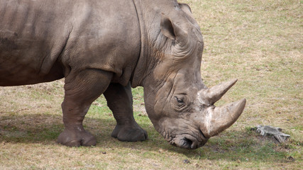 Fototapeta premium Breitmaulnashorn in de Nahaufnahme