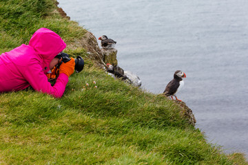 Cute Atlantic puffin in Iceland