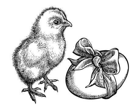 Baby Chick Drawing Images – Browse 45,368 Stock Photos, Vectors, and Video  | Adobe Stock