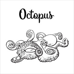 Live octopus, sketch style vector illustration isolated on white background. Drawing of octopus, luxury seafood delicacy. Edible underwater creature, healthy organic food