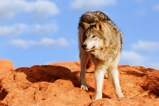 Gray wolf (Canis lupus)