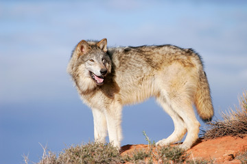 Obraz premium Gray wolf (Canis lupus)