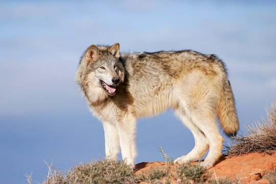 Gray wolf (Canis lupus)