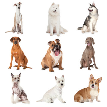 Set of common dogs