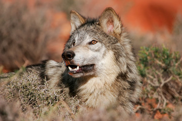 Portrait of Gray wolf