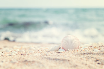 Fototapeta na wymiar white Shell on the beach